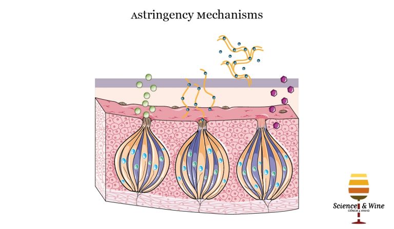 Modulation Of Wine Astringency By Mannoproteins –salivary Protein ...