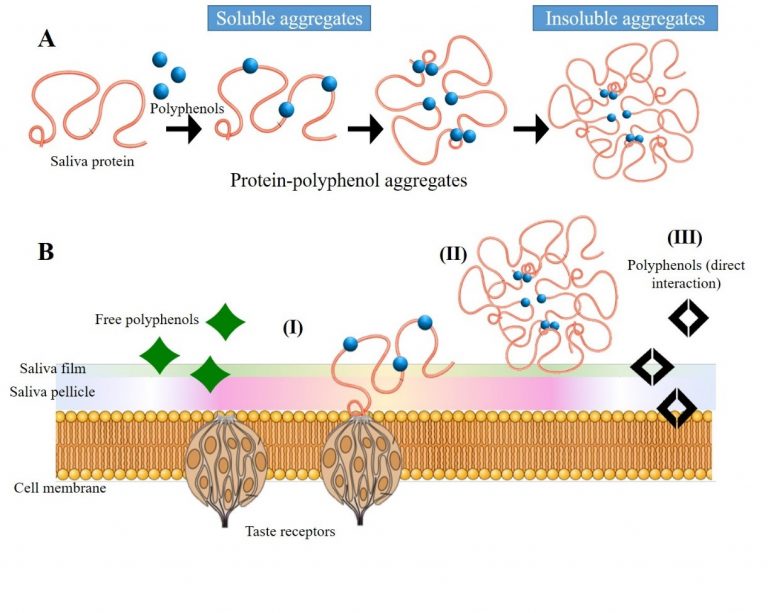 Modulation Of Wine Astringency By Mannoproteins –salivary Protein ...